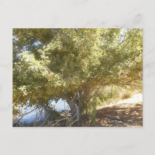 オールドアップルツリーブッシュ西オーストラリア葉書 シーズンポストカード (正面)