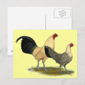 オールドイングリッシュクリームバターカップ ポストカード (正面/裏面)