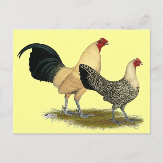 オールドイングリッシュクリームバターカップ ポストカード (正面)