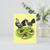 オールドイングリッシュバンタムブラッシバックファミリー ポストカード (スタンド正面)