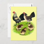 オールドイングリッシュバンタムブラッシバックファミリー ポストカード (正面/裏面)