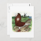 オールドオランダカプチネピジョン ポストカード (正面/裏面)