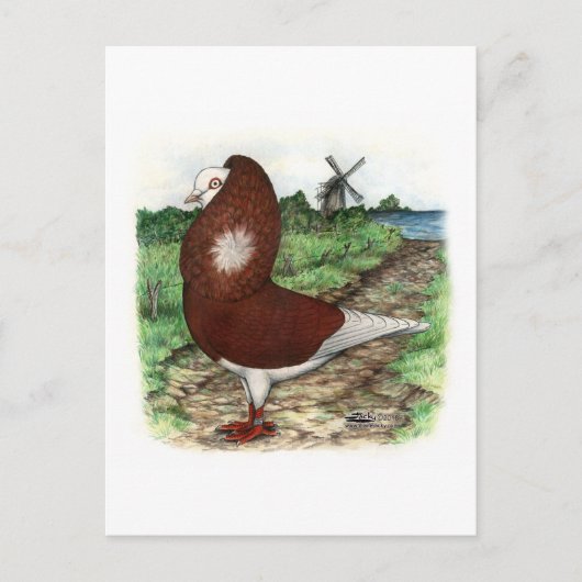 オールドオランダカプチネピジョン ポストカード (正面)