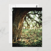 オールドオークツリー ポストカード (正面/裏面)