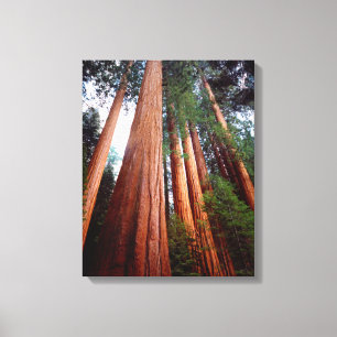 オールドグロウンセコイアレッドウッドの木 キャンバスプリント
