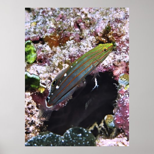 オールドグローリーポートレート ポスター (正面)