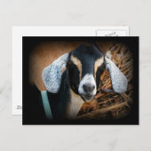 オールドゴートヌビアンポートレート写真 ポストカード (正面/裏面)