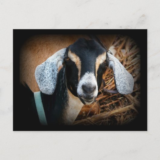 オールドゴートヌビアンポートレート写真 ポストカード (正面)