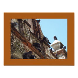 オールドサンフアンでチャペルの鳥 フォトプリント           