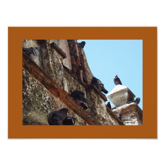 オールドサンフアンでチャペルの鳥 フォトプリント            (正面)