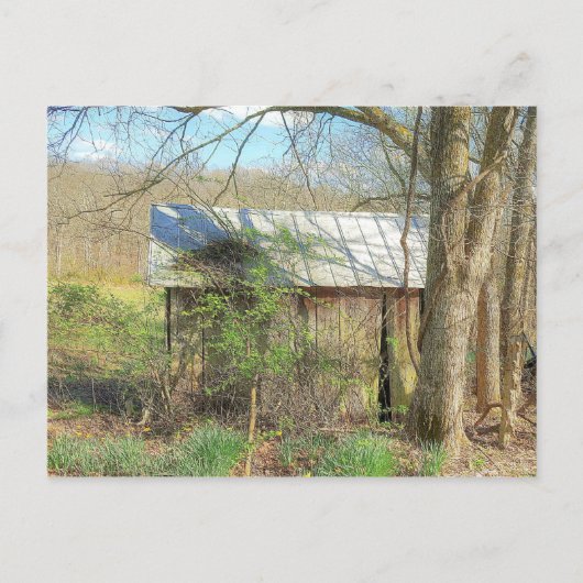 オールドチキンコック ポストカード (正面)