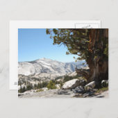 オールドツリーアットヨセミテ国立公園 ポストカード (正面/裏面)