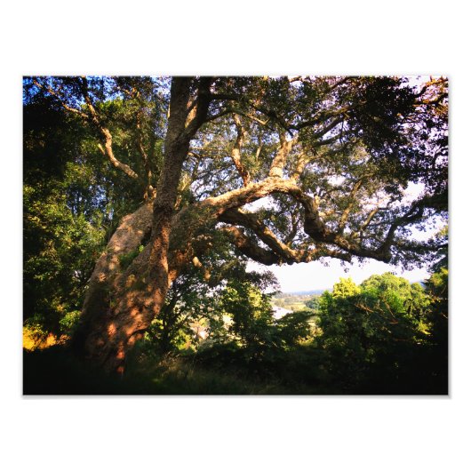 オールドツリーコダックプロフェッショナルフォト紙（サテン） フォトプリント            (正面)