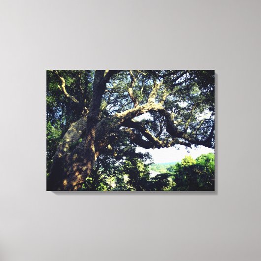 オールドツリーフォト独身のプリント キャンバスプリント (正面)