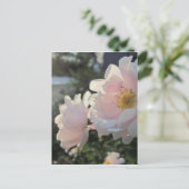 オールドファッションのバラ ポストカード (スタンド正面)