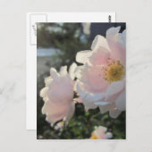 オールドファッションのバラ ポストカード (正面/裏面)