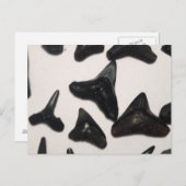 オールドフロリダシャーク歯の顎の化石 ポストカード (正面/裏面)