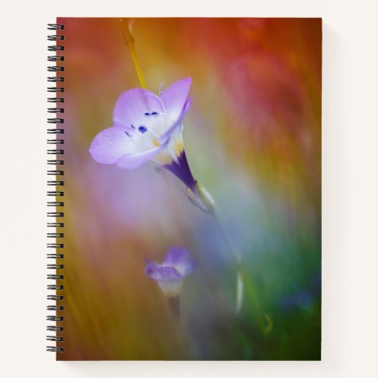 オールドポイントロマライトハウス |カブリロ記念碑 ノートブック (正面)