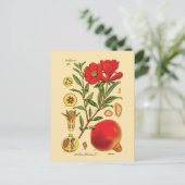 オールドポメグラネイトイラストレーション ポストカード (スタンド正面)