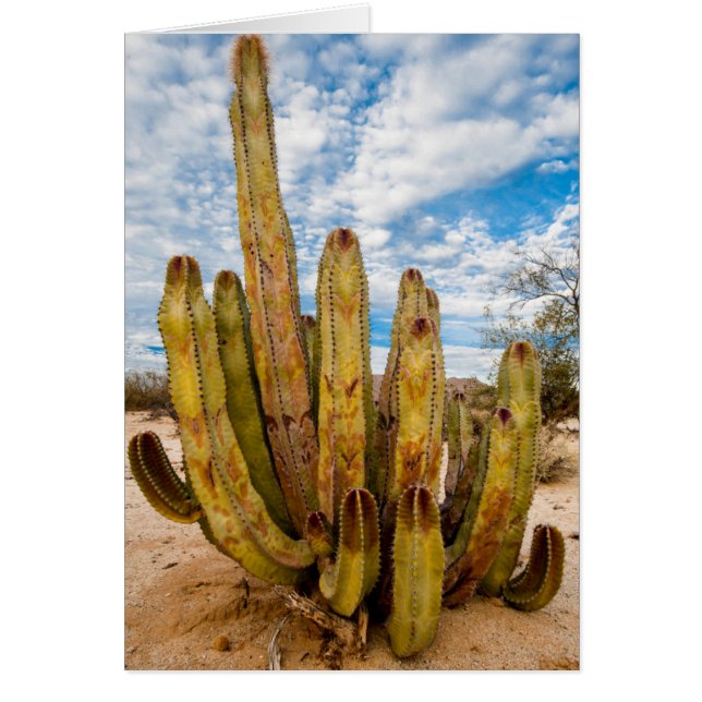 オールドマンサボテンの肖像、メキシコ (正面)