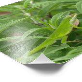 オールドワールドリザードカカメレオン フォトプリント (角)