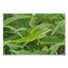 オールドワールドリザードカカメレオン フォトプリント           