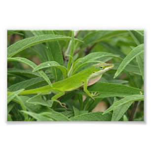 オールドワールドリザードカカメレオン フォトプリント           