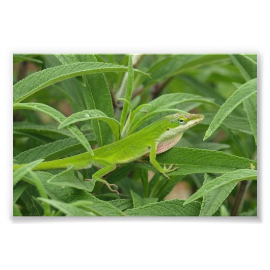 オールドワールドリザードカカメレオン フォトプリント (正面)