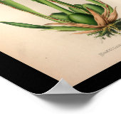 オールドヴィンテージオーキッドフラワープリントホワイト ポスター (角)