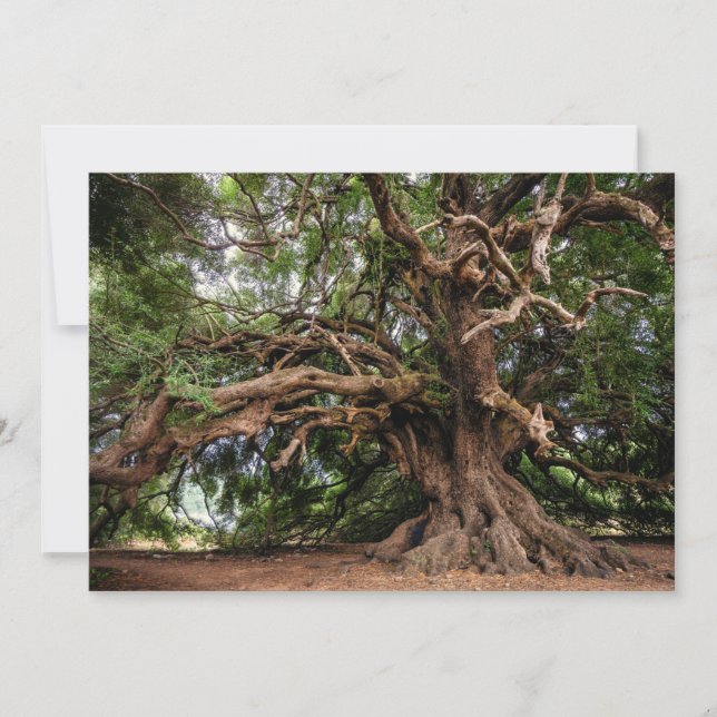 オールド素朴オリーブの木 (正面)