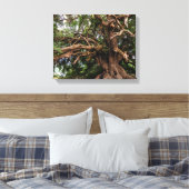 オールド素朴オリーブの木 キャンバスプリント (インサイチュ (寝室))