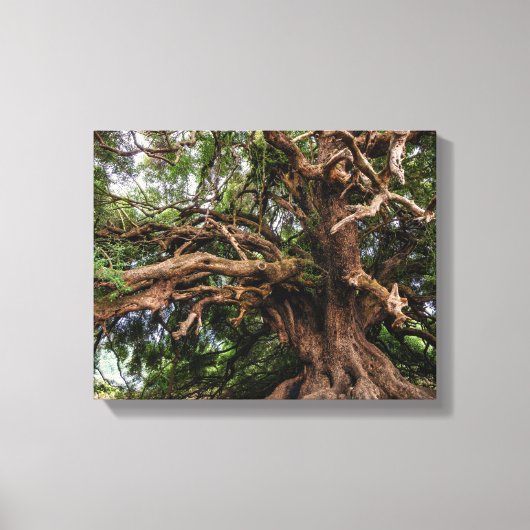 オールド素朴オリーブの木 キャンバスプリント (正面)
