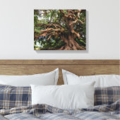 オールド素朴オリーブの木 キャンバスプリント (インサイチュ (寝室))