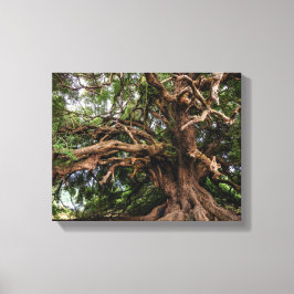 オールド素朴オリーブの木 キャンバスプリント
