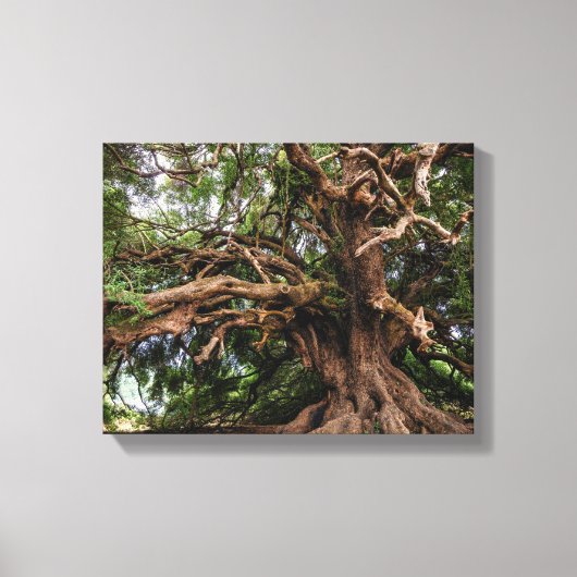 オールド素朴オリーブの木 キャンバスプリント (正面)