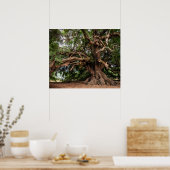 オールド素朴オリーブの木 ポスター (キッチン)