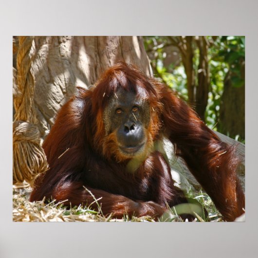 「オールド・ソウル」 ポスター (正面)