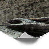 オールド・マン・サボテン写真メキシコ南西部Cacti ポスター (角)