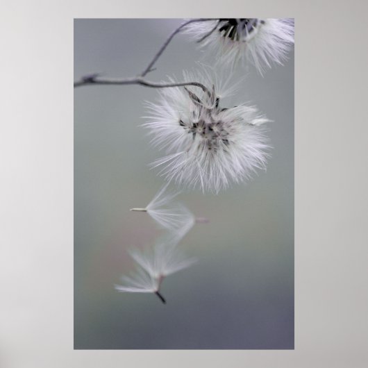 オーレヴォワール秋の花離れ種子のCC0116 ポスター (正面)