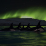 オーロラの下のキラークジラ – Orca ジグソーパズル<br><div class="desc">海とオーロラの謎と美しいに没頭し、夜に泳ぐオーカスのポッドを特徴とするジグソーパズル素晴らしと、オーロラが下の暗い水面に緑の光を投げ出す素晴らし。最大1014個のこのパズルプレゼントは、満足とリラックスの両方の課題を抱えている。豊かな色彩と複雑な詳細の作品は、暗い海を滑り抜けるインスパイアこれらの壮大な生き物の畏敬の念と力を取り込んでいる。このパズルはパズル愛好家にも自然愛好家にも最適で素晴らし、自然界の威厳を高く評価する人にも贈り物をする。</div>