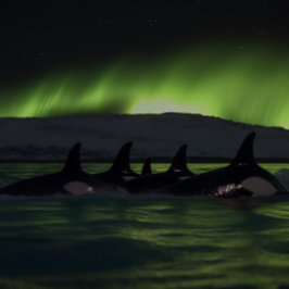 オーロラの下のキラークジラ – Orca ジグソーパズル