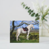 「オーロラオンキツネヒル」ポストカード ポストカード (スタンド正面)