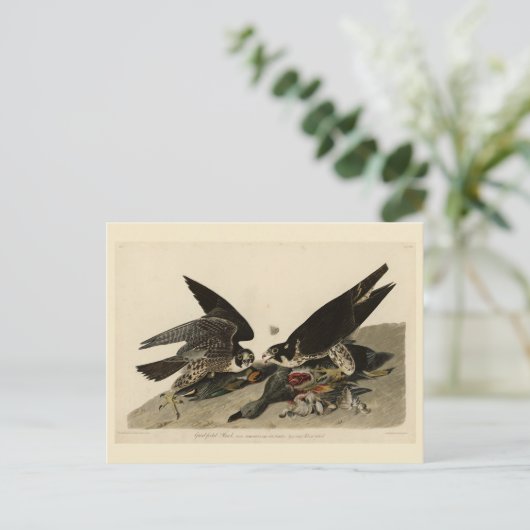 オ素晴らしードボンのアメリカバードから来た足のタカ ポストカード (スタンド正面)