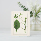 オ葉レンジ(ポンシルス・トリフラ絵画ーヤ) ポストカード (スタンド正面)