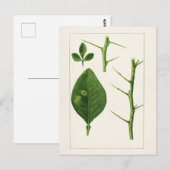 オ葉レンジ(ポンシルス・トリフラ絵画ーヤ) ポストカード (正面/裏面)