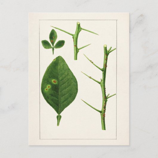 オ葉レンジ(ポンシルス・トリフラ絵画ーヤ) ポストカード (正面)