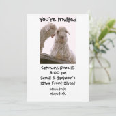 オ間抜けールドヤギ 招待状 (スタンド正面)