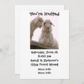 オ間抜けールドヤギ 招待状 (正面/裏面)