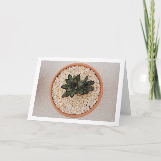 カланショー・トメントサ 多肉植物、パンダの植物 カード (正面)