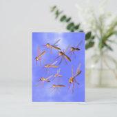 カおもしろいス ポストカード (スタンド正面)